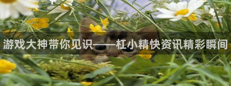 辉达娱乐网页登录入口：游戏大神带你见识——杠小精快资讯精彩瞬